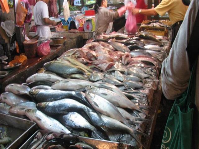  أسعار الأسماك
