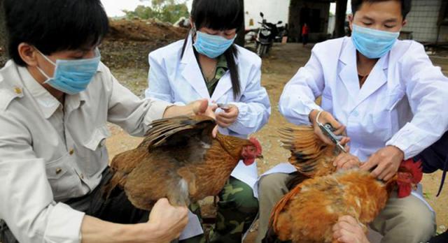 سلالة إنفلونزا الطيور H10N3