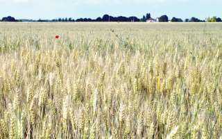 حقيقة تراجع المساحة المنزرعة من القمح خلال العام الحالي