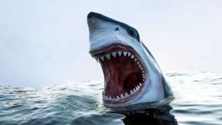 لا تُغضب القرش.. كيف تتجنب خطر سفاح البحر الأحمر؟