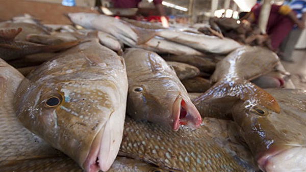 أسعار الأسماك في الأسواق اليوم