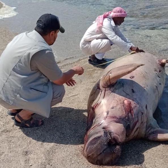 صدمها أحد المراكب.. قصة ”موت عروس البحر” في مرسى علم (صور) | تحقيقات | جريدة الطريق